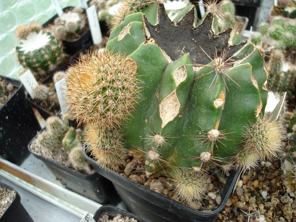 Eigene Echinopsis/Schickaufzucht5.jpg